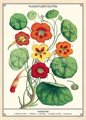 Nasturtiums Poster  - 20” X 28” - #117