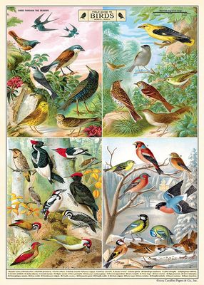 Field Guide to Birds Poster  - 20” X 28” - #402