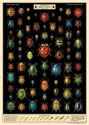 Field Guide to Beetles Poster  - 20” X 28” - #406