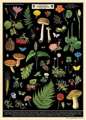 Field Guide to Foraging Poster  - 20” X 28” - #316