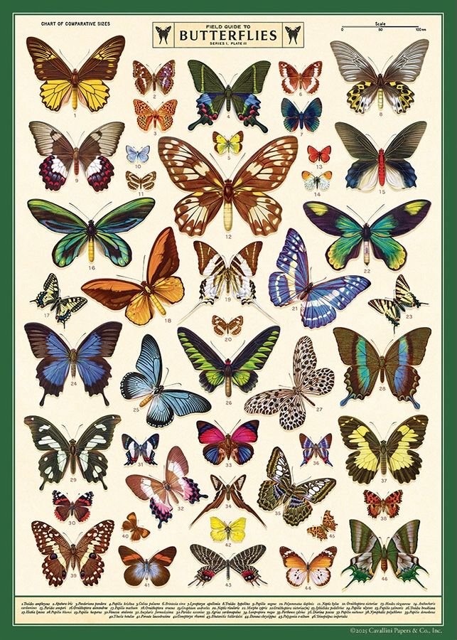 Field Guide to Butterflies Poster  - 20” X 28” - #317