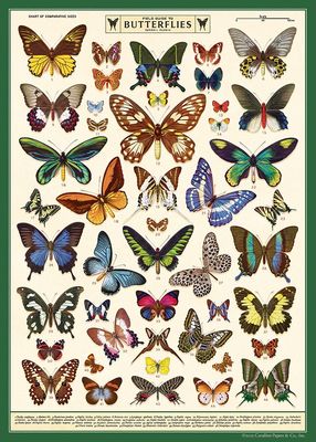 Field Guide to Butterflies Poster  - 20” X 28” - #317