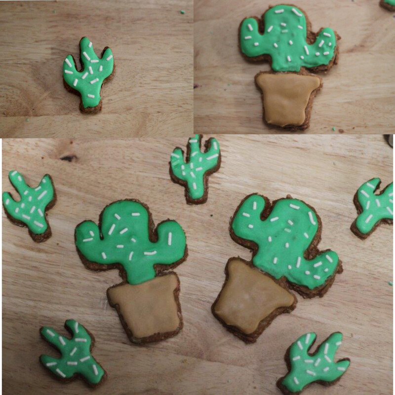 Cacti Pack