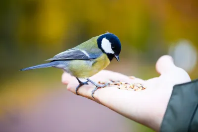 Birds