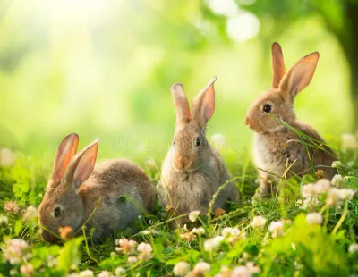 Rabbit