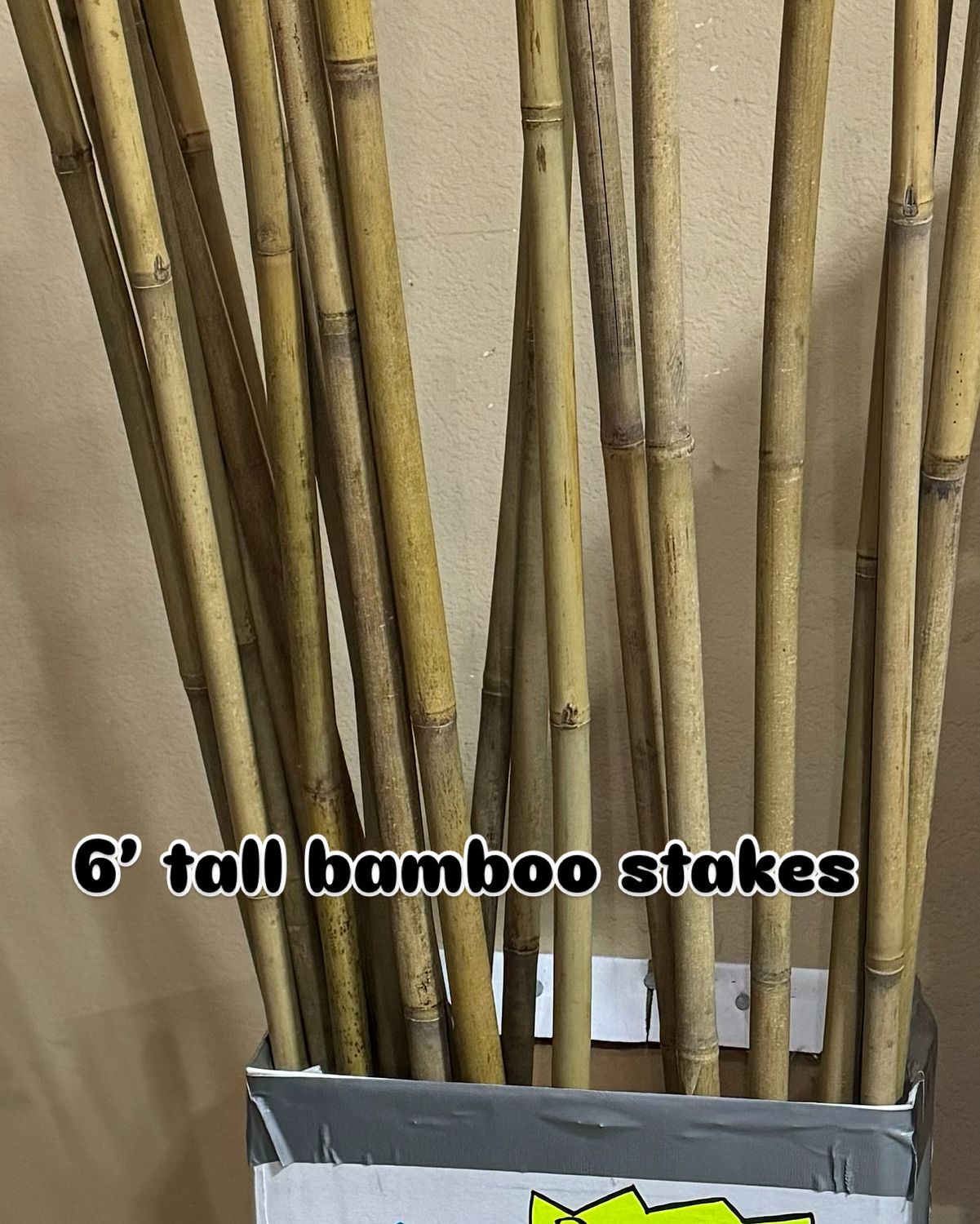Bamboo Stake 6&#39;