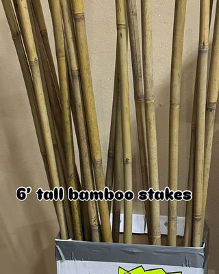 Bamboo Stake 6&#39;