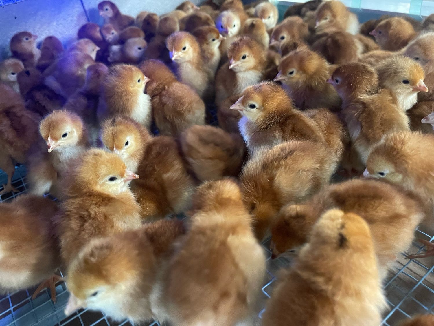 Chick $6