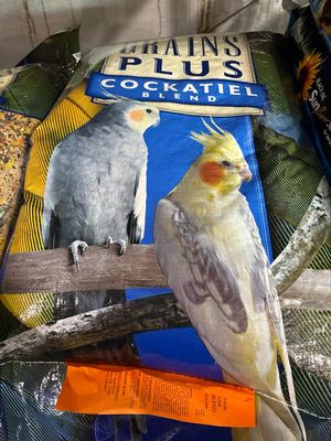 Brooks Cockatiel Plus 50lb