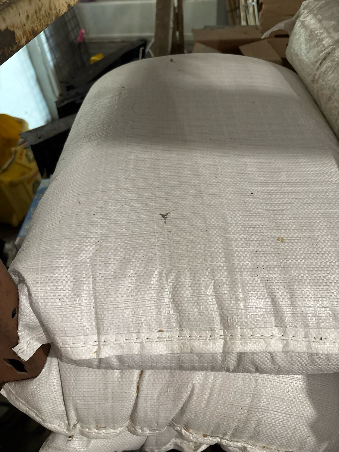 Canary SEED (White)