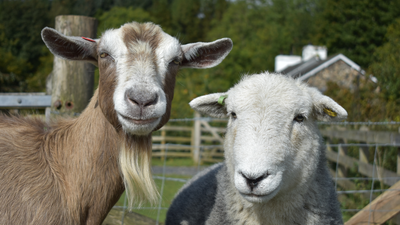 Sheep &amp; Goat