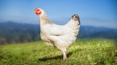 Chicken