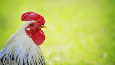 Rooster