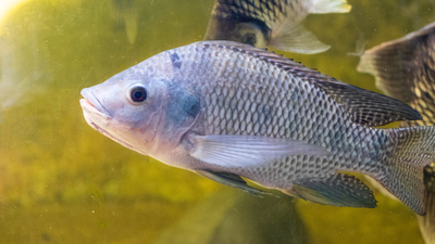 Fish