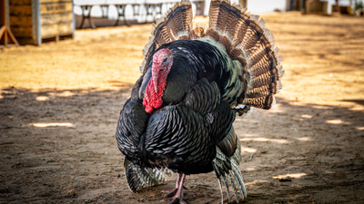 Game Bird