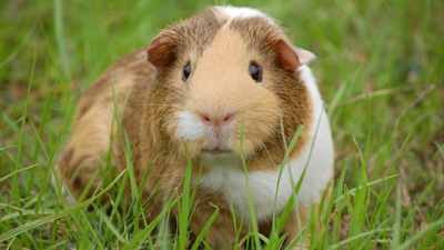 Small Animal