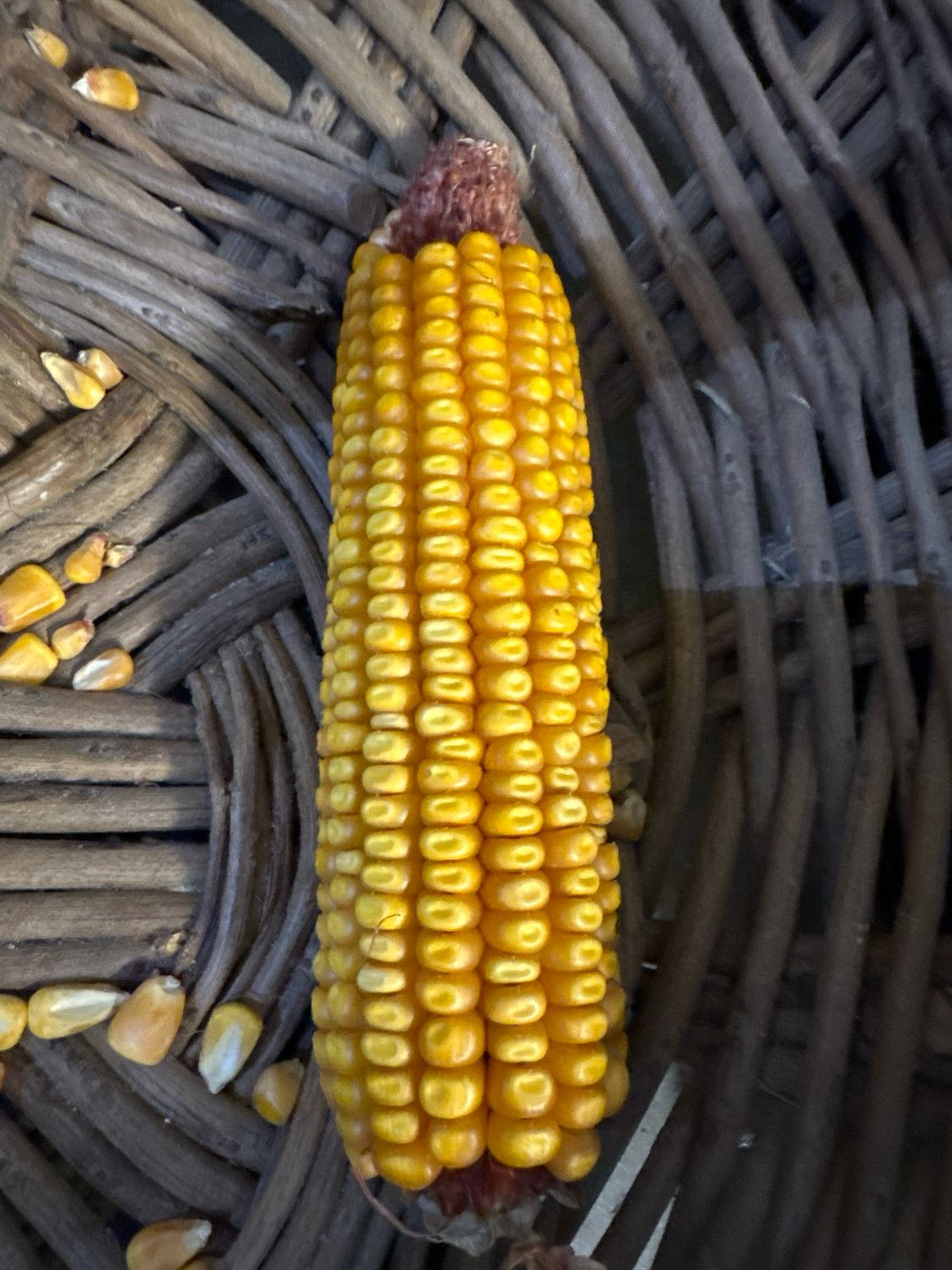 Squirrel Corn 10lb