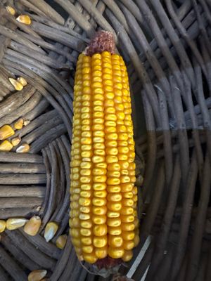 Squirrel Corn 10lb