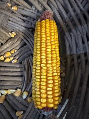 Squirrel Corn 35lb