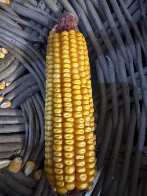 Squirrel Corn