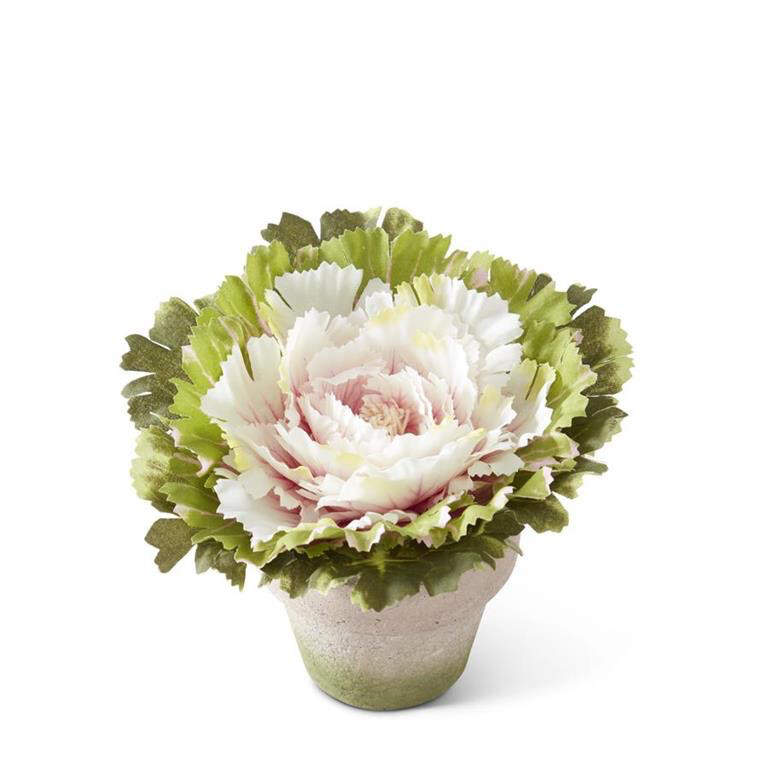 Pink Potted Cabbage (6”)