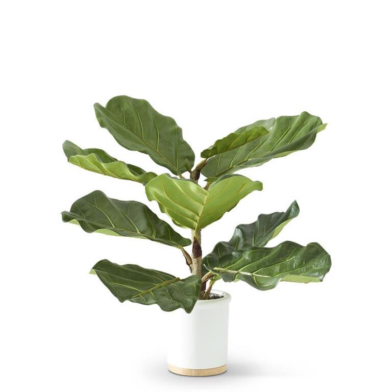 Fiddle Fig Tree in White Ceramic Pot