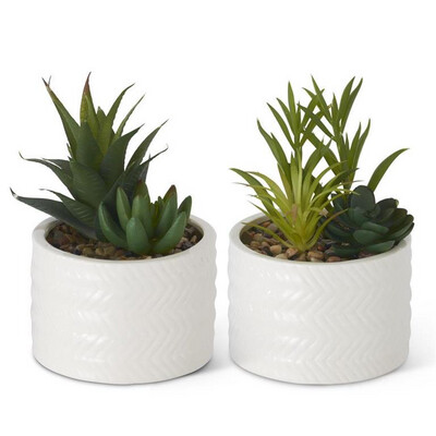 Succulents in Ribbed White Ceramic Vase