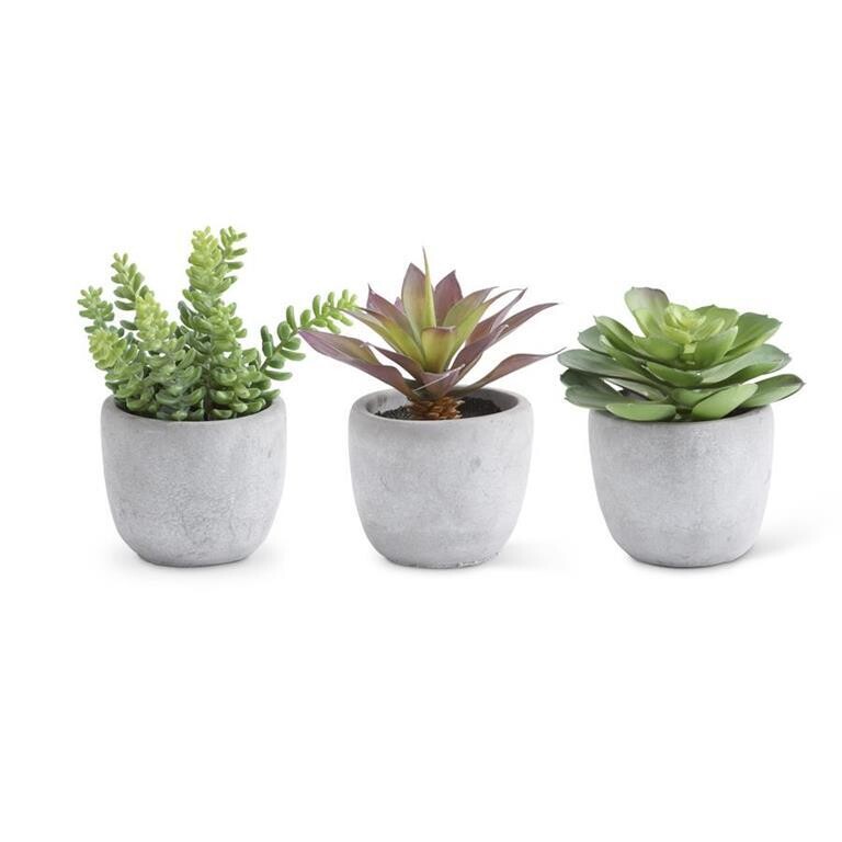 Large Succulents in Cement Pots
