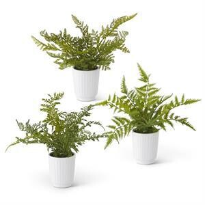 Fern in White Ceramic Pots (14”)