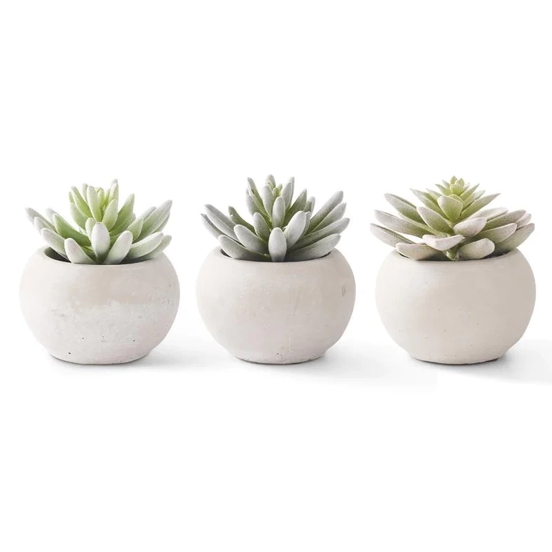 Soft Lutos Succulents 