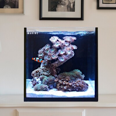 Fusion | 15 AIO Cube Aquarium [Desktop Starter Kit]