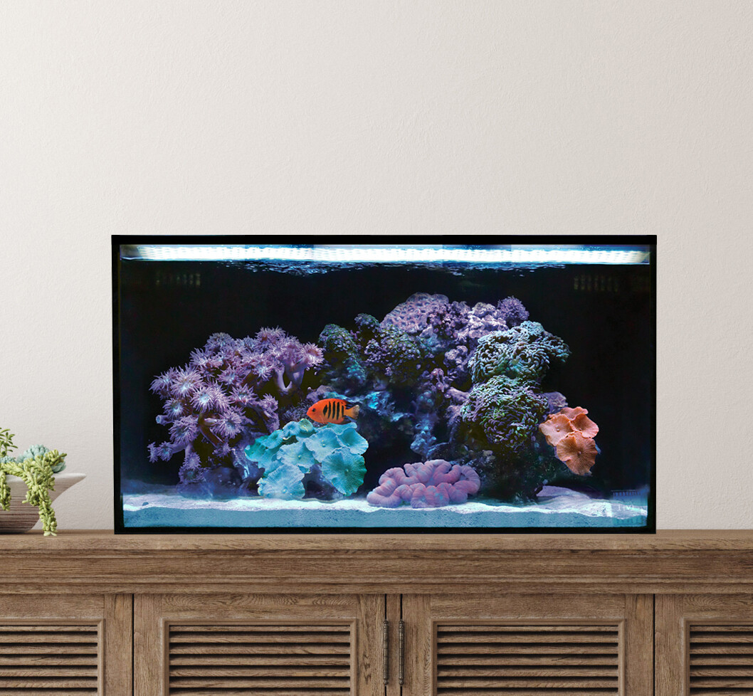 Fusion | 20 AIO Long Aquarium [Desktop]
