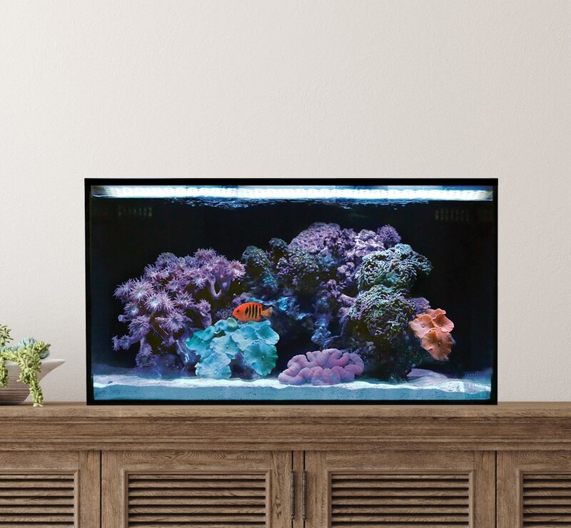20 Gallon rimless long AIO Aquarium Starter Kit Nuvo Fusion Pro nano Desktop