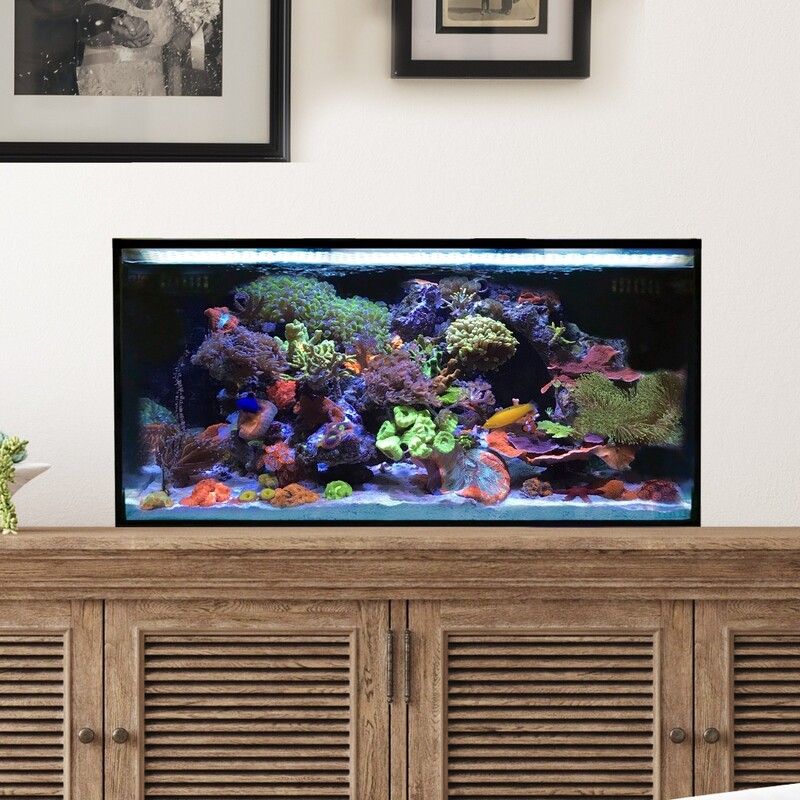 Fusion | 25 AIO Lagoon Aquarium [Desktop Starter Kit]