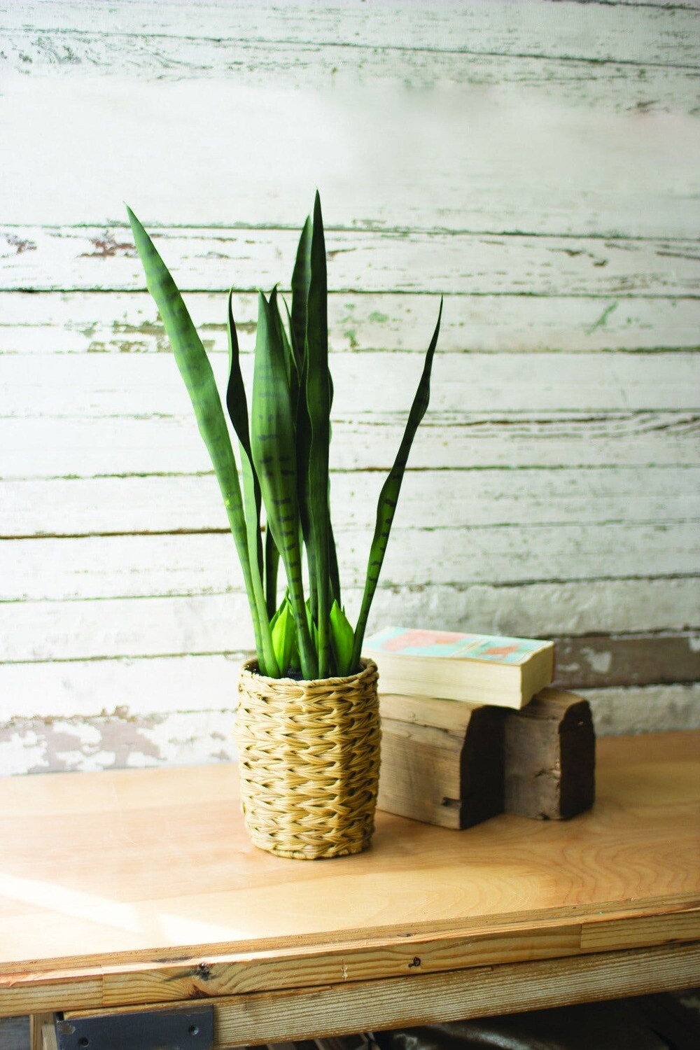 Artificial Mother in Law Tongue in a Woven Seagrass Pot Artificial Mother in Law Tongue in a Woven Seagrass Pot