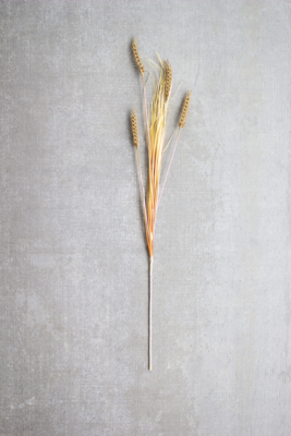 Wheat Stem