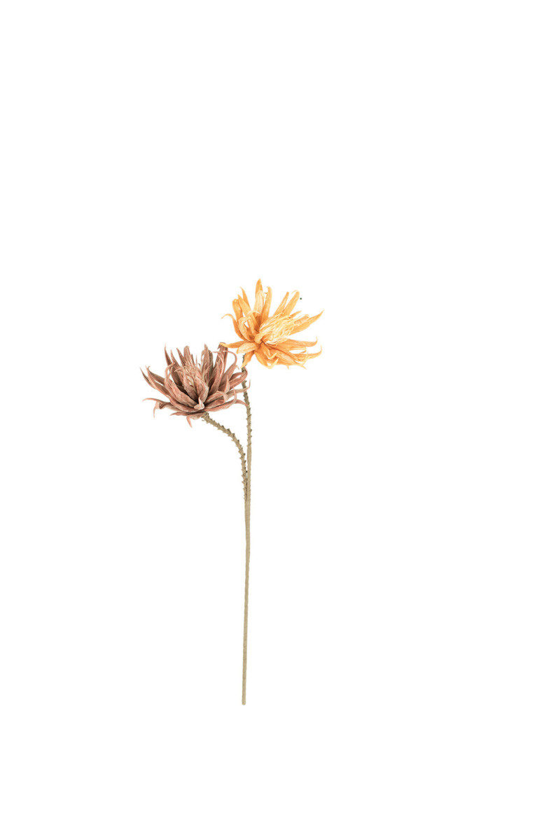 Botanica #2324