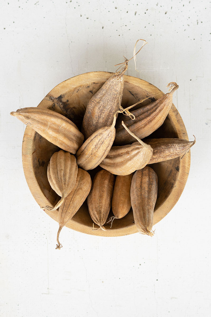 Bag of 10 Dried Mond Pods Bag of 10 Dried Mond Pods