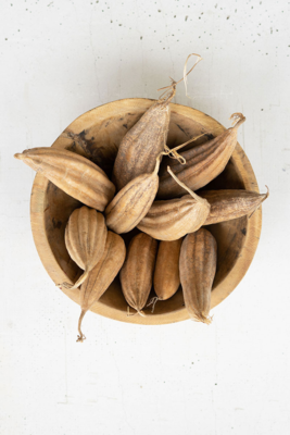 Bag of 10 Dried Mond Pods Bag of 10 Dried Mond Pods