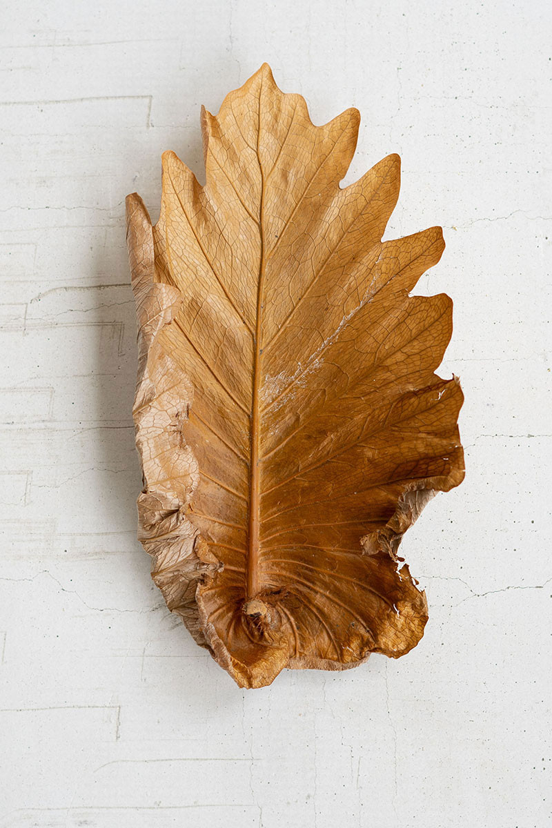 Bag of 20 Natural Fern Leaves