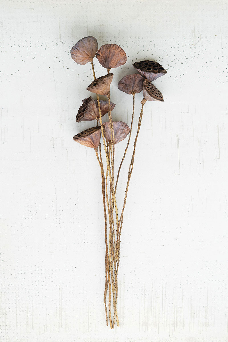 Natural Lotus Pod Bundle Natural Lotus Pod Bundle