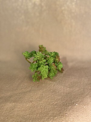 Artificial Sedum Succulent Artificial Sedum Succulent