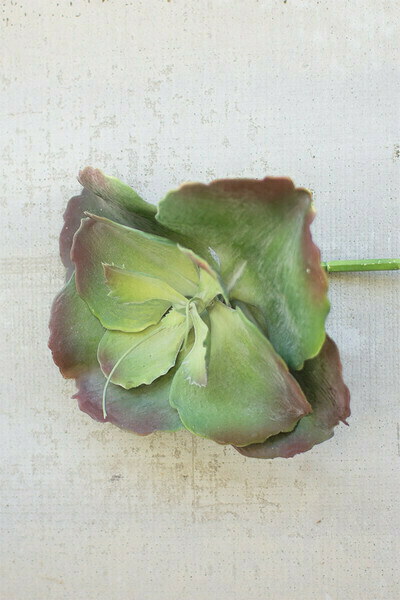 9" Succulent Single Stem 9" Succulent Single Stem