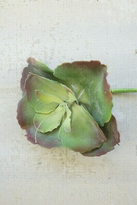 9" Succulent Single Stem 9" Succulent Single Stem