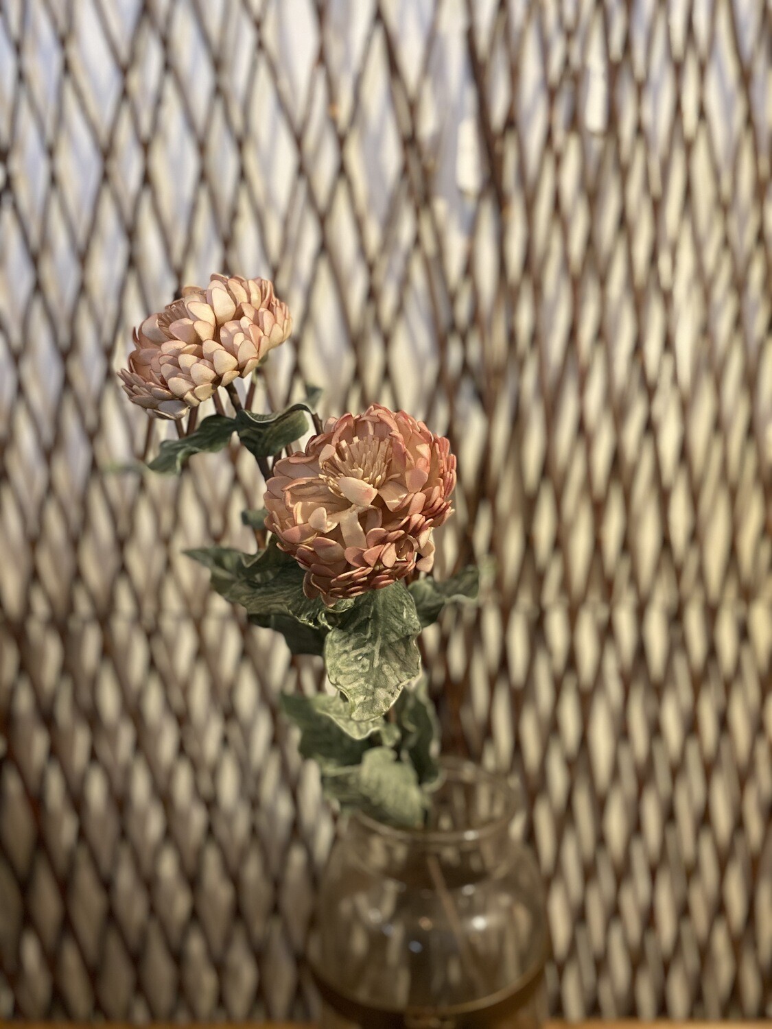 Botanica #3184