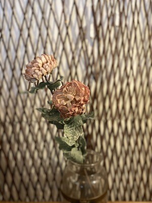 Botanica #3184
