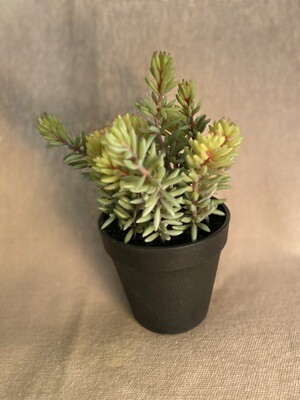 Artificial Succulent in a Black Plastic Pot Artificial Succulent in a Black Plastic Pot