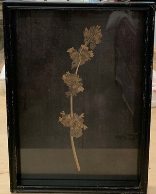 Botanical Print Under Glass V
