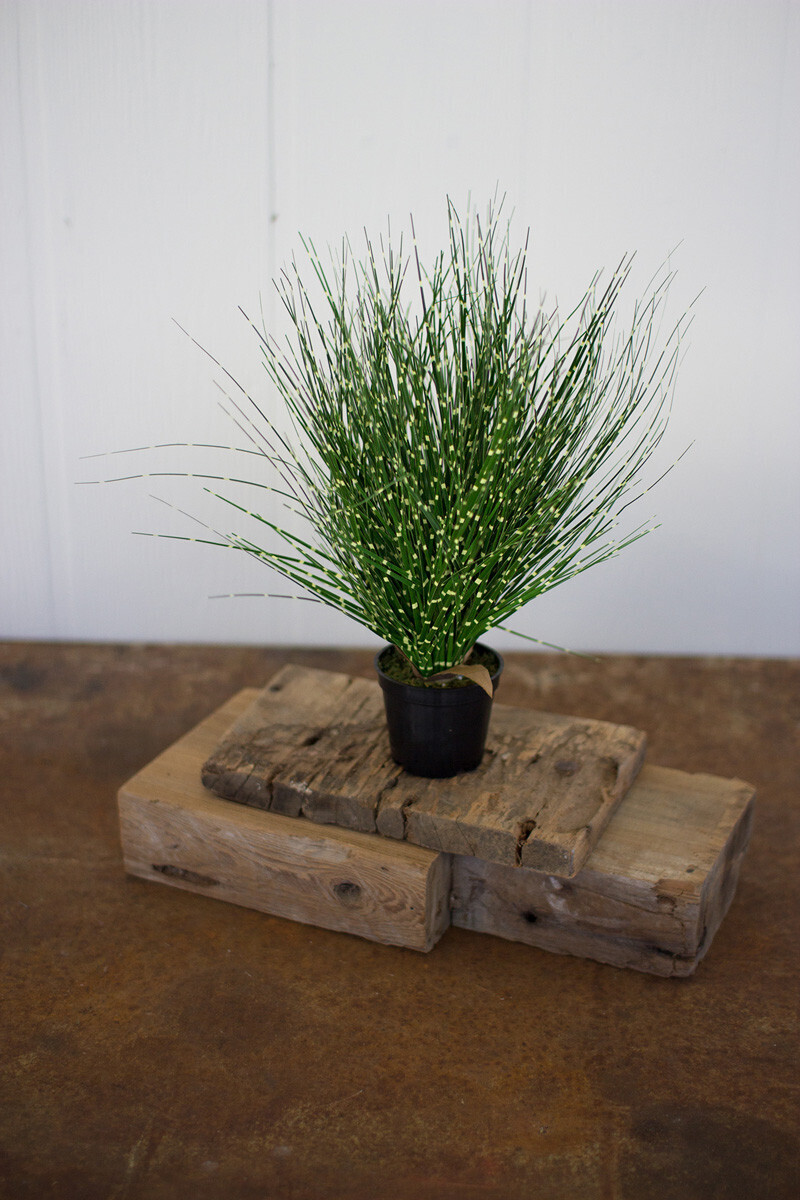 Cyprus Grass In A Plastic Pot 15"
