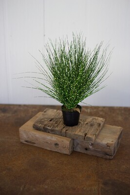 Cyprus Grass In A Plastic Pot 15"